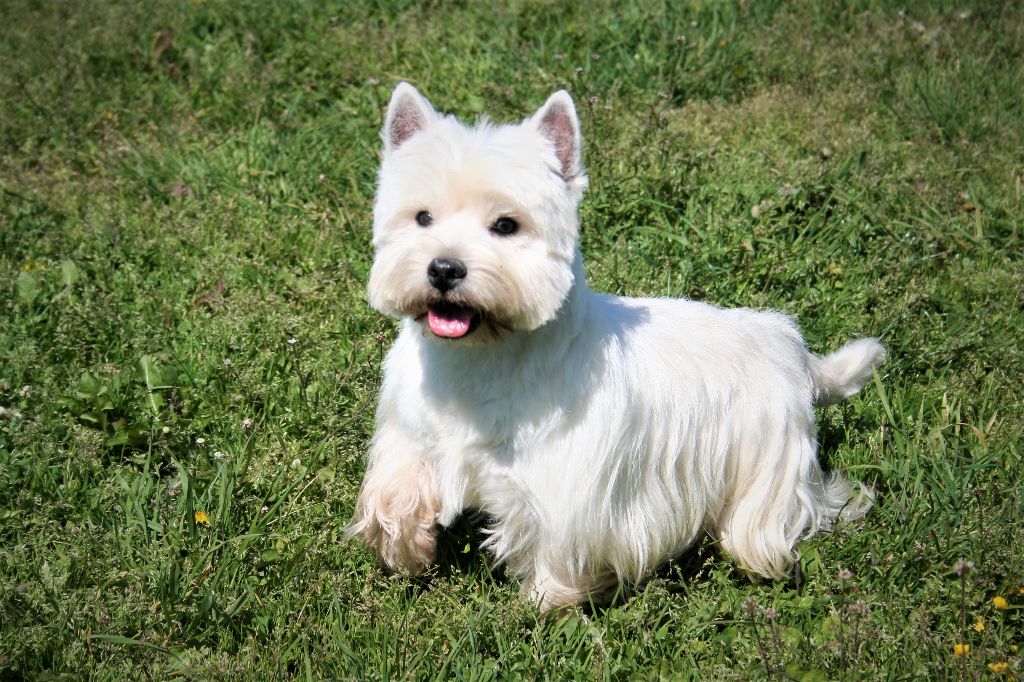 Les West Highland White Terrier de l'affixe Des Iris Du Domaine Mouren