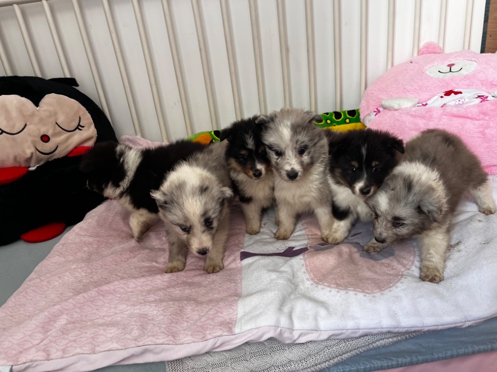 chiot Shetland Sheepdog Des Iris Du Domaine Mouren