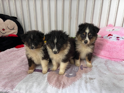 Des Iris Du Domaine Mouren - Shetland Sheepdog - Portée née le 19/03/2023