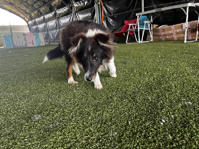 Des Iris Du Domaine Mouren - Shetland Sheepdog - Portée née le 09/04/2023