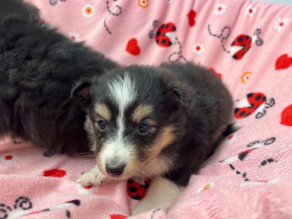 Des Iris Du Domaine Mouren - Chiot disponible  - Shetland Sheepdog