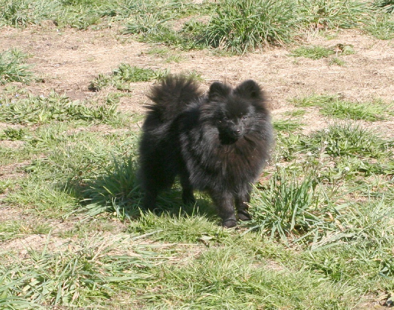 Lijump Des Iris Du Domaine Mouren