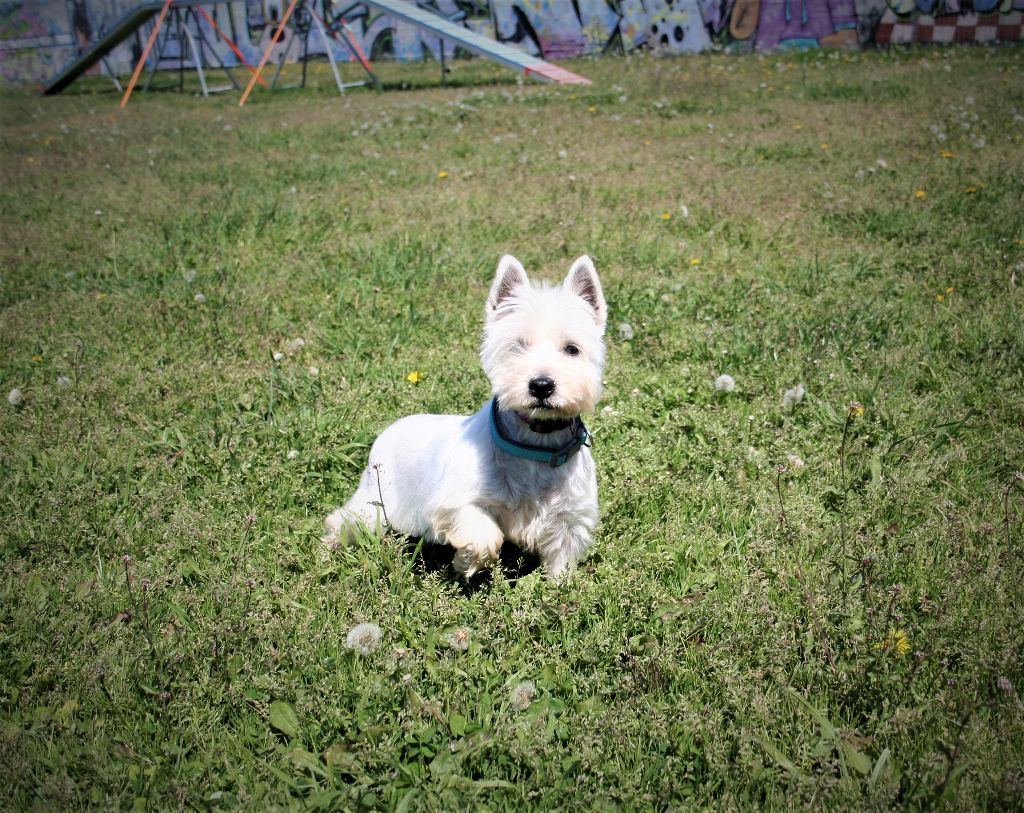Mia Des Iris Du Domaine Mouren