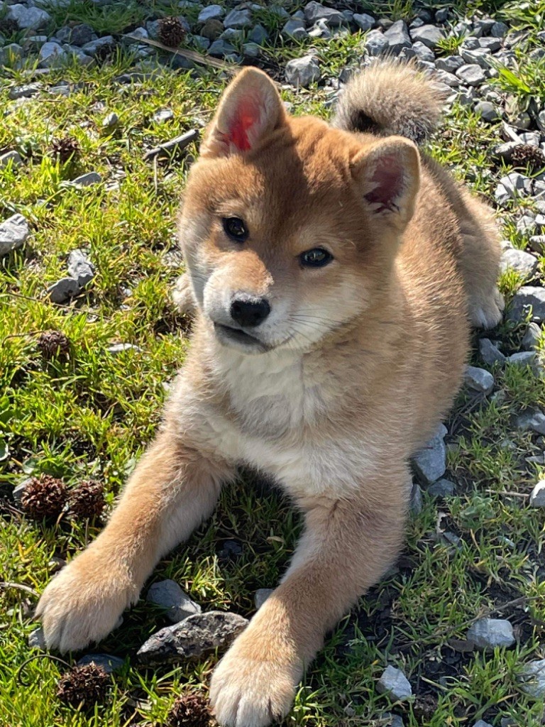 Des Iris Du Domaine Mouren - Chiots disponibles - Shiba